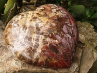 Polished Extra Large Petrified Wood Heart  x 1 From Madagascar - TopRock