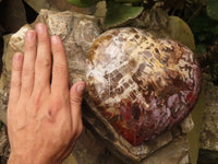 Polished Extra Large Petrified Wood Heart  x 1 From Madagascar - TopRock