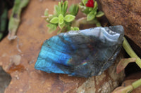 Polished One Sided Labradorite Flashy Specimens x Sold per 1 Kg -  From Tulear, Madagascar - TopRock