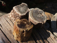 Polished Petrified Wood Branch Pieces  x 3 From Zimbabwe - Toprock Gemstones and Minerals 