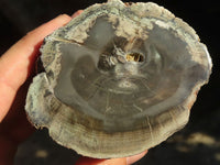 Polished Petrified Wood Branch Pieces  x 3 From Zimbabwe - Toprock Gemstones and Minerals 