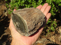 Polished Petrified Wood Branch Pieces  x 3 From Zimbabwe - Toprock Gemstones and Minerals 