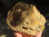 Polished Petrified Wood Branch Pieces  x 3 From Zimbabwe - Toprock Gemstones and Minerals 