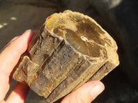 Polished Petrified Wood Branch Pieces  x 3 From Zimbabwe - Toprock Gemstones and Minerals 