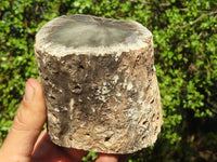 Polished Petrified Wood Branch Pieces  x 3 From Zimbabwe - Toprock Gemstones and Minerals 