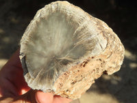 Polished Petrified Wood Branch Pieces  x 3 From Zimbabwe - Toprock Gemstones and Minerals 