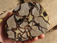 Polished Septaria Slices x 3 From Mahajanga, Madagascar