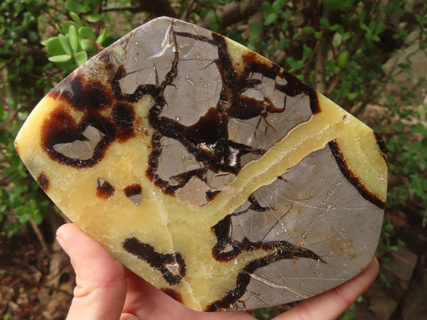 Polished Septaria Slices x 3 From Mahajanga, Madagascar