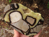 Polished Septaria Slices x 3 From Mahajanga, Madagascar