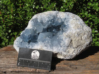 Natural Large Exceptional Celestite Geode Specimen x 1 From Sakoany, Madagascar - TopRock