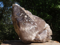 Natural Extra Large Smokey Quartz Cluster  x 1 From Madagascar - TopRock