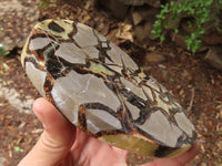 Polished Septaria Slices x 3 From Mahajanga, Madagascar