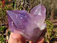 Natural Jacaranda Amethyst Crystals x 6 From Mumbwe, Zambia