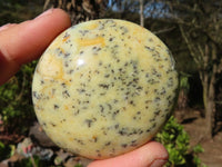 Polished Dendritic Opal Palm Stones  x 12 From Madagascar - Toprock Gemstones and Minerals 