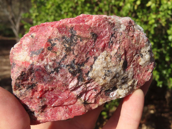 Natural Rough Red Rhodonite Specimens x 2 From Zimbabwe