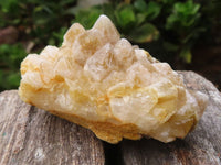 Natural Golden Limonite / Lemonite Quartz Clusters  x 12 From Zambia - Toprock Gemstones and Minerals 