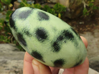 Polished Green Leopard Stone Standing Free Forms  x 6 From Zimbabwe