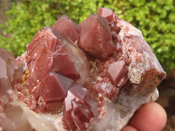 Natural Red Hematoid Quartz Specimens x 6 From Karoi, Zimbabwe