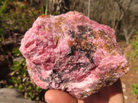 Natural Rough Red Rhodonite Specimens x 2 From Zimbabwe