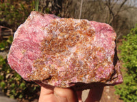 Natural Rough Red Rhodonite Specimens x 2 From Zimbabwe