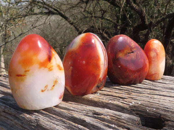 Polished Gorgeous Carnelian Agate Standing Free Forms  x 4 From Madagascar - TopRock