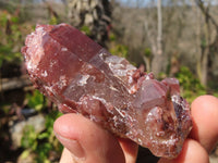 Natural Red Hematoid Quartz Specimens x 12 From Karoi, Zimbabwe