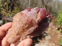 Natural Red Hematoid Quartz Specimens x 12 From Karoi, Zimbabwe