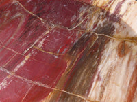 Polished Petrified Red Podocarpus Wood Dish  x 1 From Mahajanga, Madagascar - TopRock