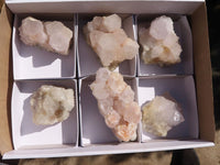 Natural White Cactus Flower Spirit Quartz Specimens  x 6 From Boekenhouthoek, South Africa - Toprock Gemstones and Minerals 