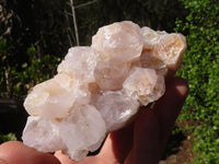 Natural White Cactus Flower Spirit Quartz Specimens  x 6 From Boekenhouthoek, South Africa - Toprock Gemstones and Minerals 