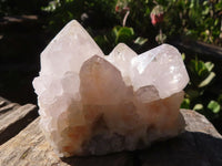 Natural White Cactus Flower Spirit Quartz Specimens  x 6 From Boekenhouthoek, South Africa - Toprock Gemstones and Minerals 