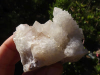 Natural White Cactus Flower Spirit Quartz Specimens  x 6 From Boekenhouthoek, South Africa - Toprock Gemstones and Minerals 