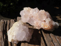 Natural White Cactus Flower Spirit Quartz Specimens  x 6 From Boekenhouthoek, South Africa - Toprock Gemstones and Minerals 