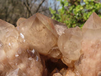 Natural Large Cascading Smokey Phantom Quartz Cluster x 1 From Luena, Congo