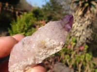 Natural Smokey / Window Amethyst Crystals  x 12 From Chiredzi, Zimbabwe