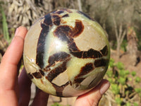 Polished Septaria (Calcite & Aragonite) Spheres  x 2 From Madagascar