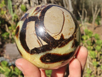 Polished Septaria (Calcite & Aragonite) Spheres  x 2 From Madagascar