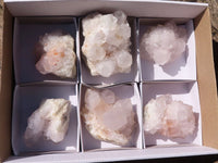 Natural White Cactus Flower Spirit Quartz Specimens  x 6 From Boekenhouthoek, South Africa - Toprock Gemstones and Minerals 