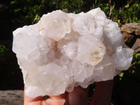 Natural White Cactus Flower Spirit Quartz Specimens  x 6 From Boekenhouthoek, South Africa - Toprock Gemstones and Minerals 