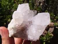 Natural White Cactus Flower Spirit Quartz Specimens  x 6 From Boekenhouthoek, South Africa - Toprock Gemstones and Minerals 