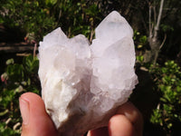 Natural White Cactus Flower Spirit Quartz Specimens  x 6 From Boekenhouthoek, South Africa - Toprock Gemstones and Minerals 