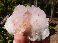 Natural White Cactus Flower Spirit Quartz Specimens  x 6 From Boekenhouthoek, South Africa - Toprock Gemstones and Minerals 