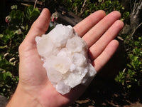 Natural White Cactus Flower Spirit Quartz Specimens  x 6 From Boekenhouthoek, South Africa - Toprock Gemstones and Minerals 