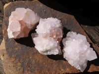 Natural White Cactus Flower Spirit Quartz Specimens  x 6 From Boekenhouthoek, South Africa - Toprock Gemstones and Minerals 