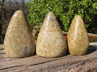 Polished Oceanic Fossil Standing Free Forms  x 3 From Madagascar