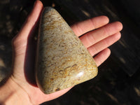 Polished Oceanic Fossil Standing Free Forms  x 3 From Madagascar