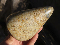 Polished Oceanic Fossil Standing Free Forms  x 3 From Madagascar