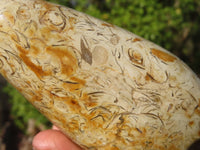 Polished Oceanic Fossil Standing Free Forms  x 3 From Madagascar