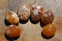 Polished Coral Flower Agate Gallets x 12 From Madagascar - TopRock