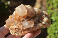 Natural Spirit Cactus Quartz With Golden Hematoid Colouring x 6 From Boekenhouthoek, South Africa - TopRock